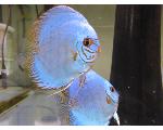 熱帯魚　ディスカス　モルフォ　里親募集