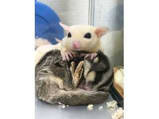 エンジェルモモン