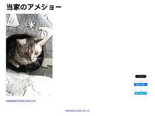 我が家のアメショー