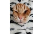 ナンバーズ予想　当たりゃんせ