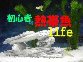 初心者の熱帯魚life