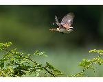 Bird\'s World