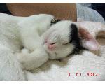 猫好きのニャンニャンホーム