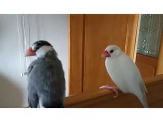 文鳥と僕