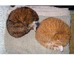 猫も木から落ちる。