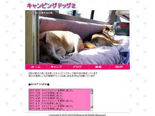 Camping Dog2