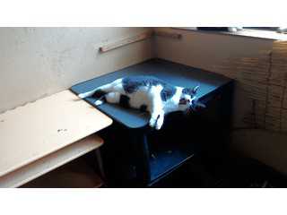 地域猫ねっと。