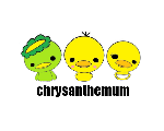 chrysanthemum