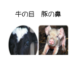牛の目　豚の鼻