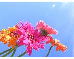 Flower Vocal School 　Web Site