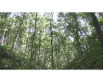 Forest Ecology and Ecosystem Management Lab.