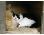 老犬フーとのら猫ナナ