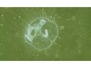 正智深谷高校　生物研究会