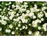 ◆庭友交流サイト◆?Mr.Little Garden?