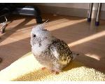 気ままインコのある日のこと