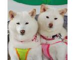 白柴親子☆凛と奈々