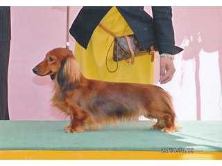 ミニチュアダックスブリーダーHAPPY TREASURE　ミニチュアダックス子犬販売