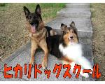 ヒカリドッグスクール