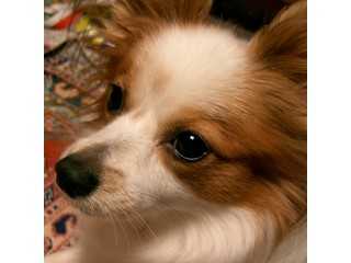 蝶のような耳を持つパピヨン犬「ミル」のホームページ