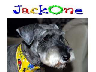 JackOne＜ミニチュアシュナウザーとソルト＆ペッパーな仲間たち＞