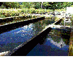 川魚の宿