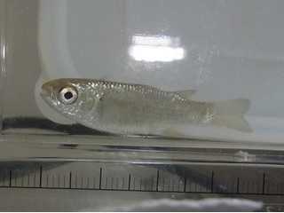 近海魚＋熱帯海水魚の採集・飼育