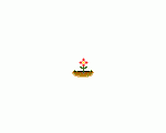 キノコ栽培クラブ