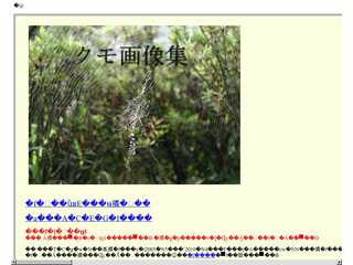 クモ蟲画像掲示板