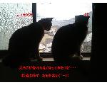 ねこねこりん