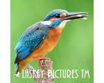 Laskey　Photo　Gallery