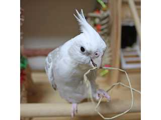 LOVELY  COCKATIELS