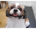 Lovely Gacchan らぶりぃがっちゃん
