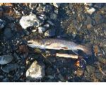 十勝の自然とＦｌｙ Ｆｉｓｈｉｎｇ画像置き場　花鳥風月