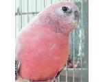 我が家のインコ達