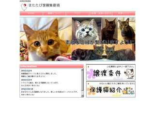 またたび家保護猫募集要項