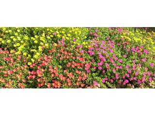 FC2ホームページの作成+バラの花園