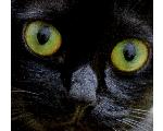 Cat's-eye Lens