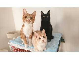 実はねこのひみつきち