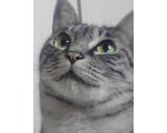 猫ダッシュにゃ!!HP版