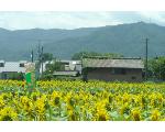 四季・花・旅・よさこいの写真