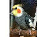 のりさんの鳥の家
