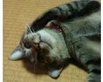 のらねころびー