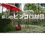 ピンコロ財団　より若く 美しく　健康に