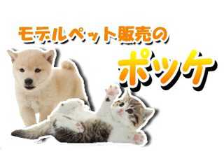 ペットショップ　ポッケ