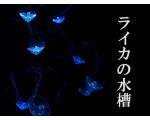 ライカの水槽OFFICIAL SITE
