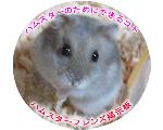 ハムスターのためにできるコト