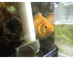 江別　熱帯魚クラブ