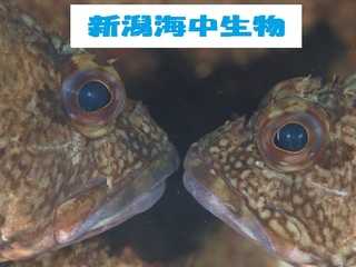 新潟海中生物