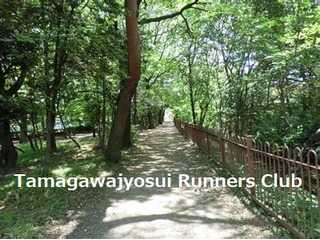 玉川上水ランナーズクラブ（小平市中央公園・体育館前の噴水広場に毎日曜日7時の集合し、楽しく走ってます）