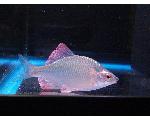 淡水魚屋さん